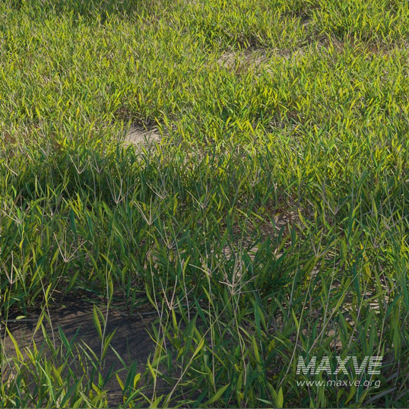 Cynodon dactylon – set 01 - Image 2