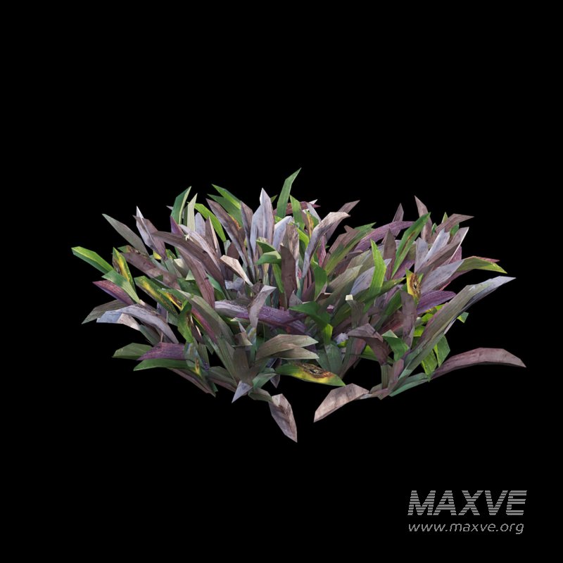 Axonopus compressus_old - Image 5