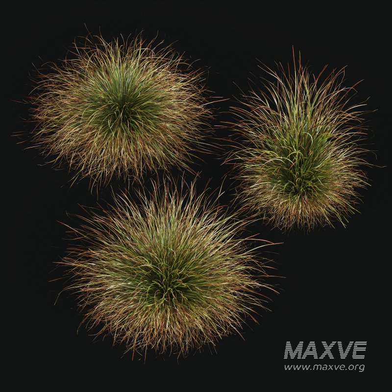 AV Calamagrostis Karl Foerster and Stipa Anemanthele lessoniana Grasses - Image 7