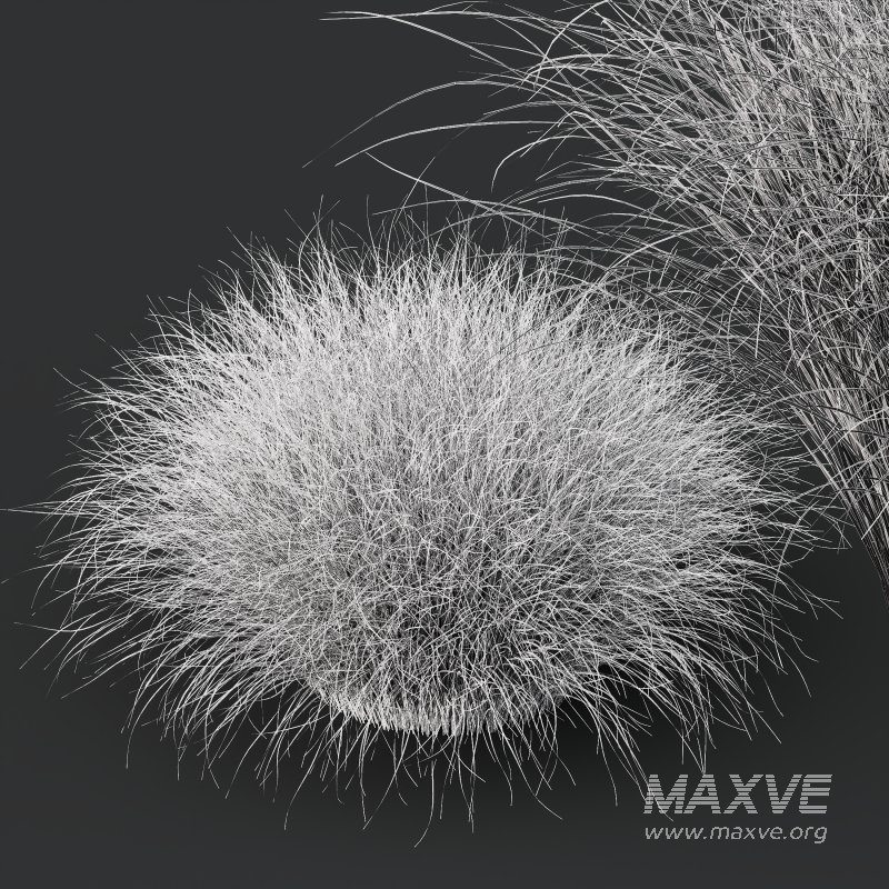 AV Carex Testacea Orange Sedge Grass Prairie Fire - Image 13