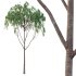 Eucalyptus Robusta Trees 07 - Thumbnail 1