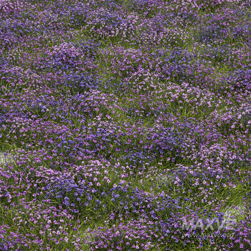 AV Spring flowering grasses Fringe lily and Libertia Grandiflora - Image 3