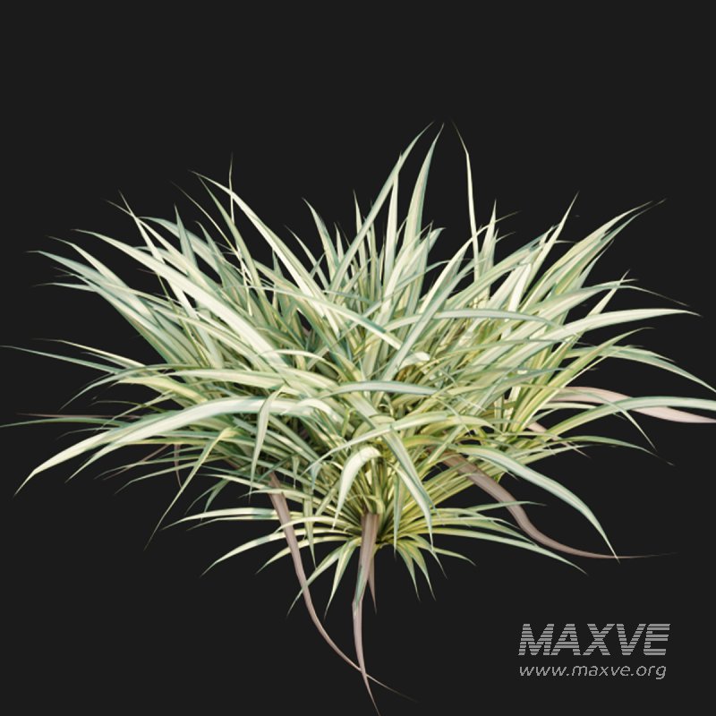 Pandanus baptistii – Variegated Dwarf Pandanus - Image 6