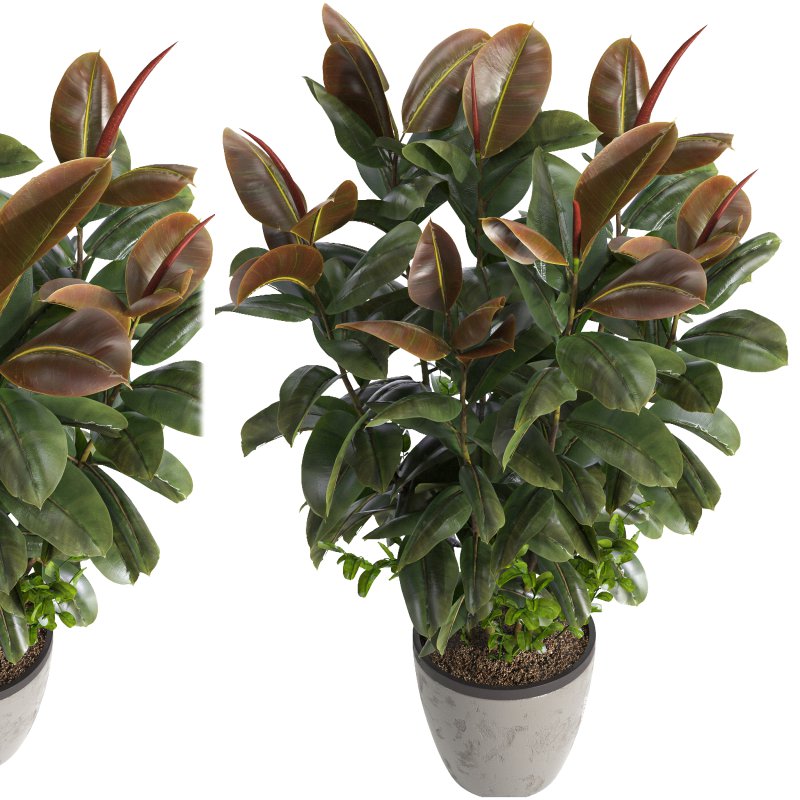 Indoor plant 05 - Image 4