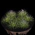 AV Spring flowering grasses Fringe lily and Libertia Grandiflora - Thumbnail 9