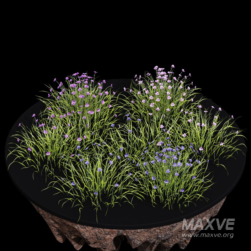 AV Spring flowering grasses Fringe lily and Libertia Grandiflora - Image 9