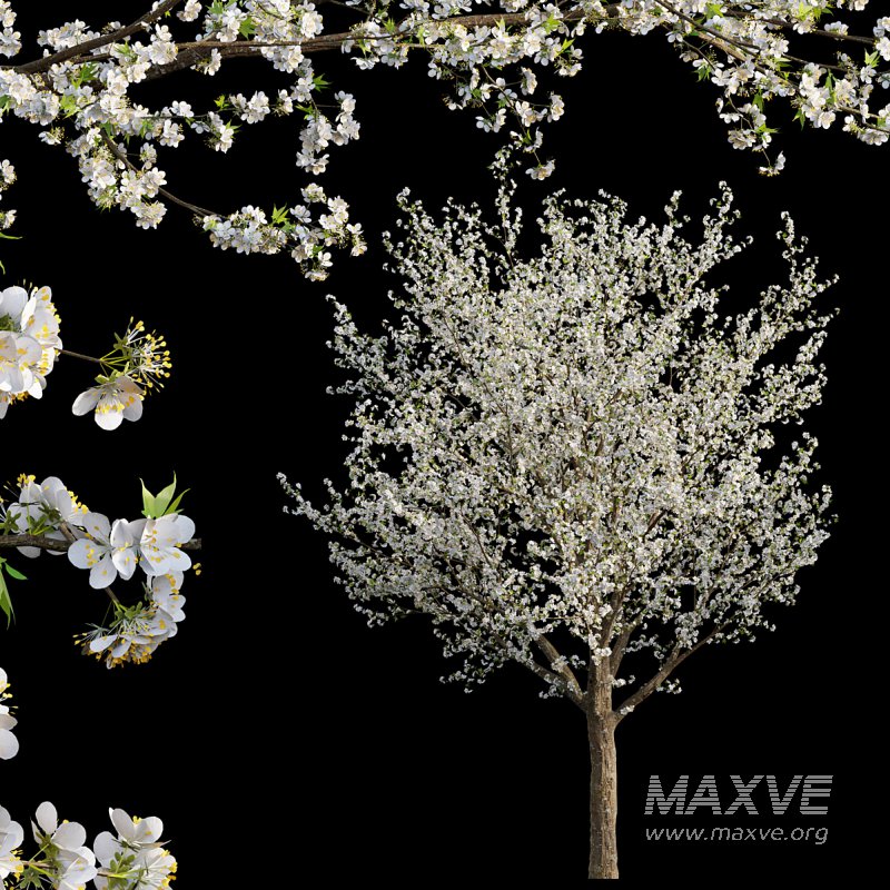 Prunus salicina – Chinese Plum – Japanese Plum 01 - Image 1