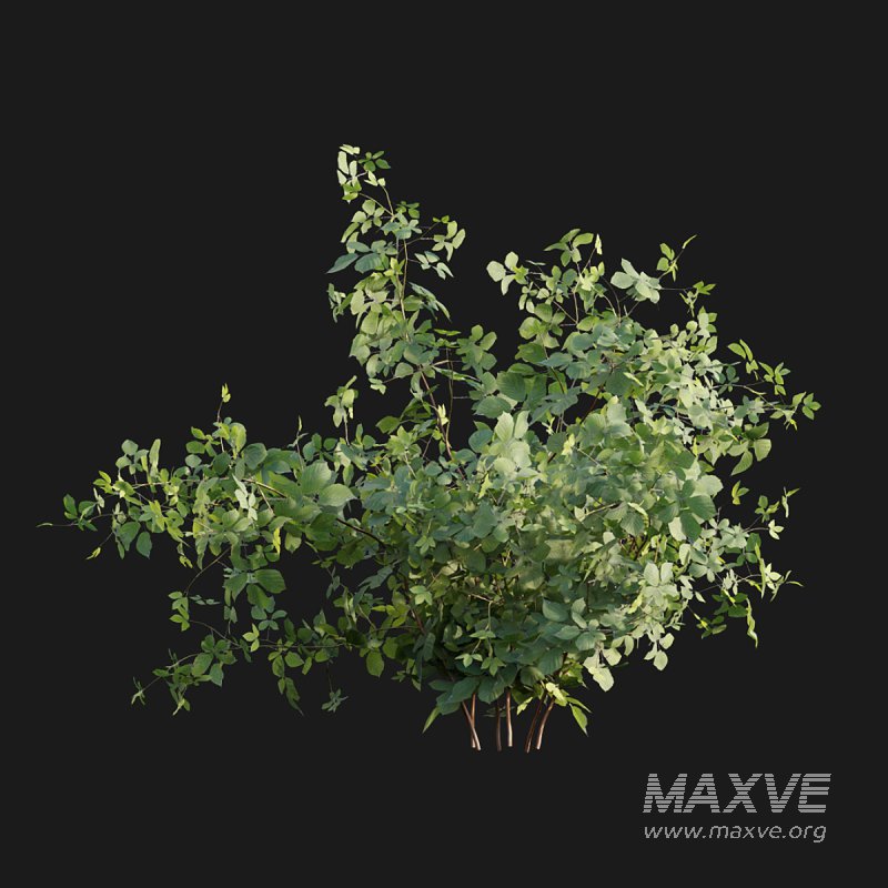 Rubus fruticosus - Image 4