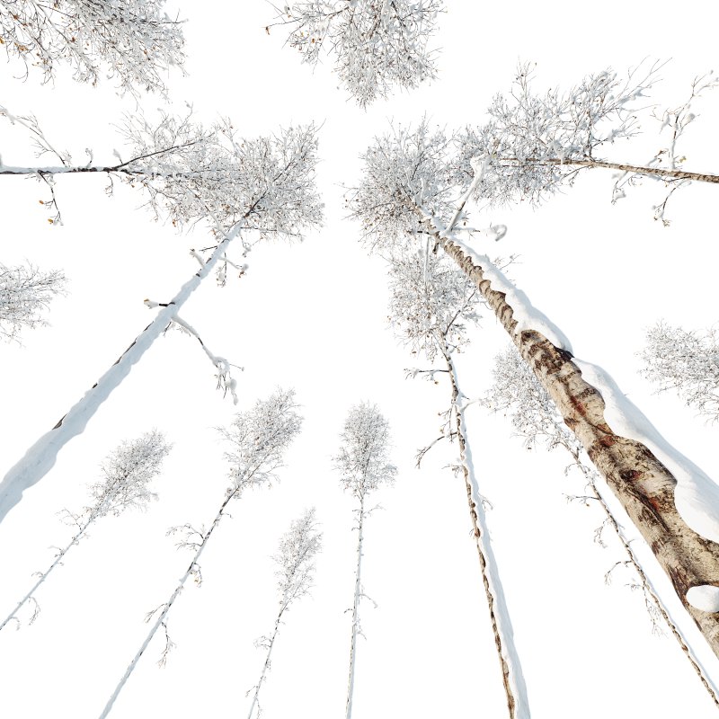 AV Plants Betula Pendula Winter Snow - Image 1