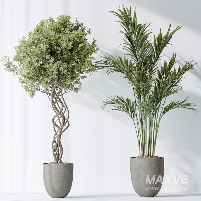 AV Indoor plants set 182 Areca Majesty Palm and Ficus Elastica Robusta and Olive Elegant Mission and Green Sansevieria - Image 7