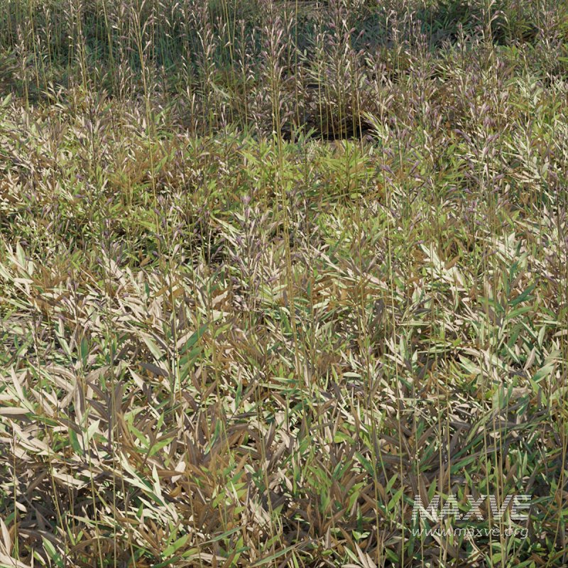Chrysopogon aciculatus – dry 03 - Image 2