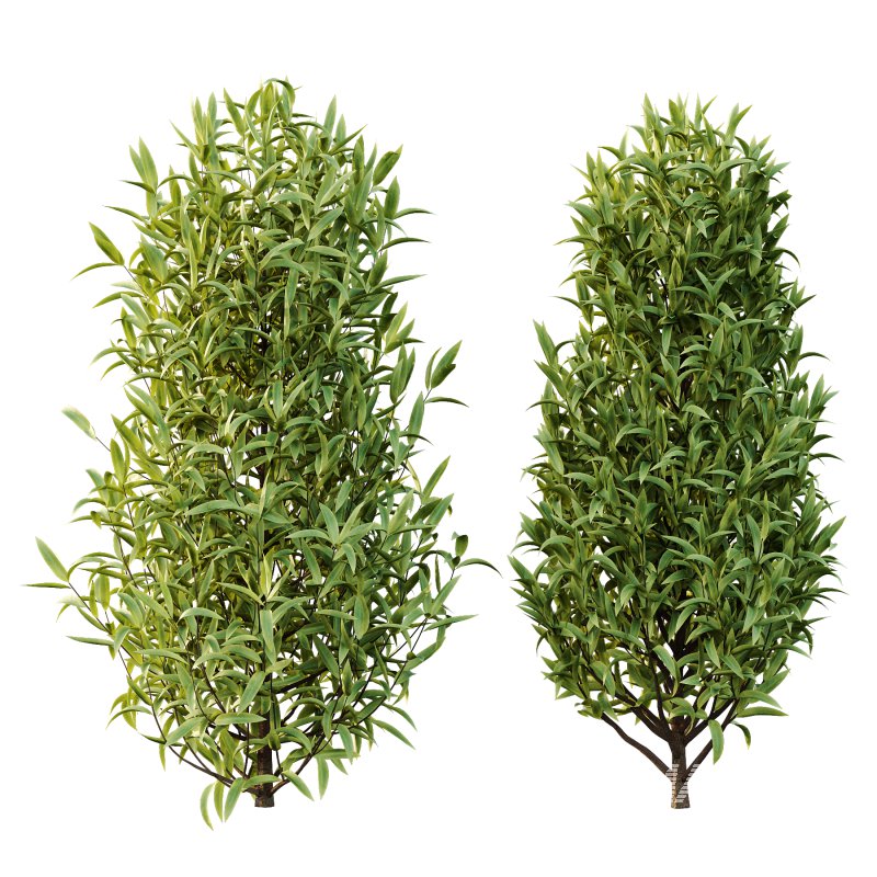 Sweet Viburnum Plant01 - Image 1