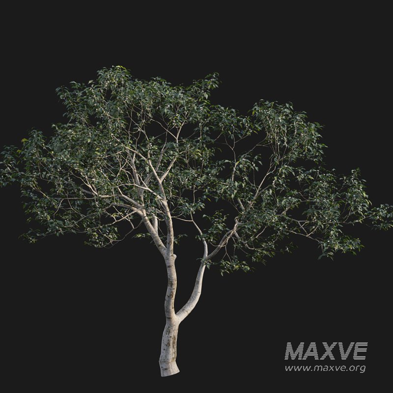 Osmanthus fragrans 03 - Image 3