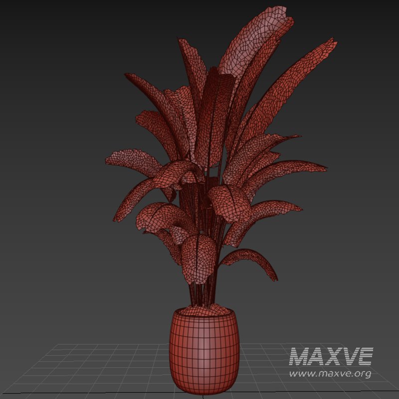 Indoor plant 03 - Image 5