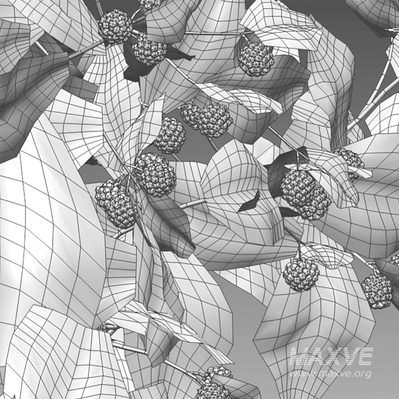 Rubus fruticosus – Blackberry - Image 6