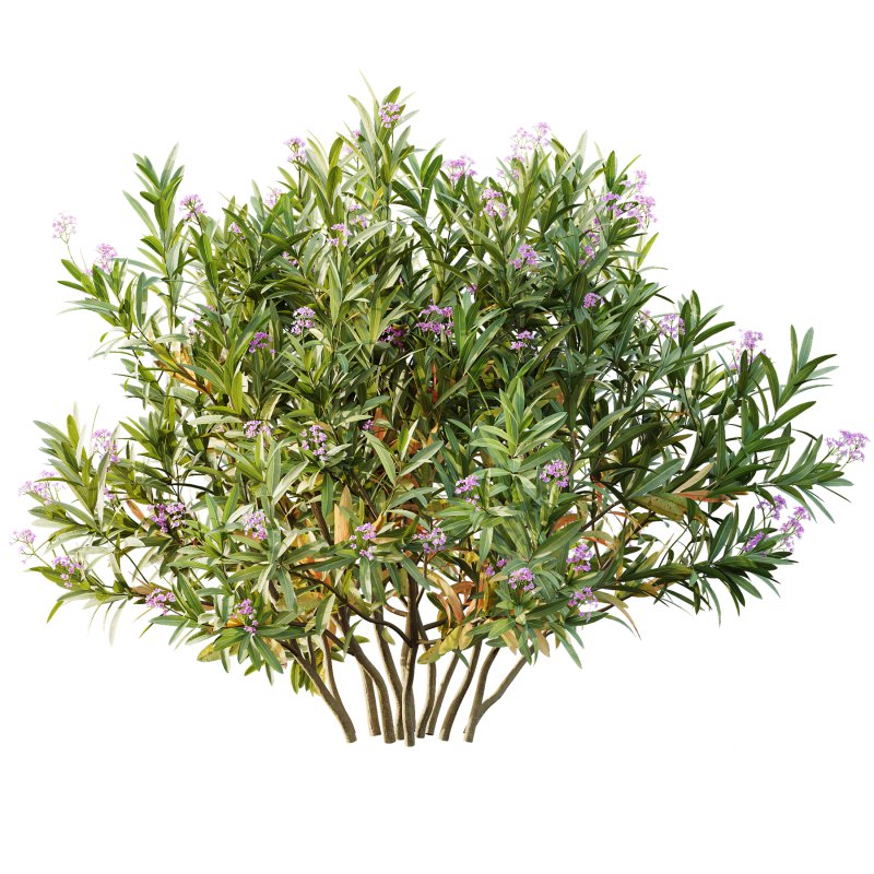 AV adjective bush Nerium Oleander Laurier Kaner Rose Pink and Montra Olive Bush - Image 3