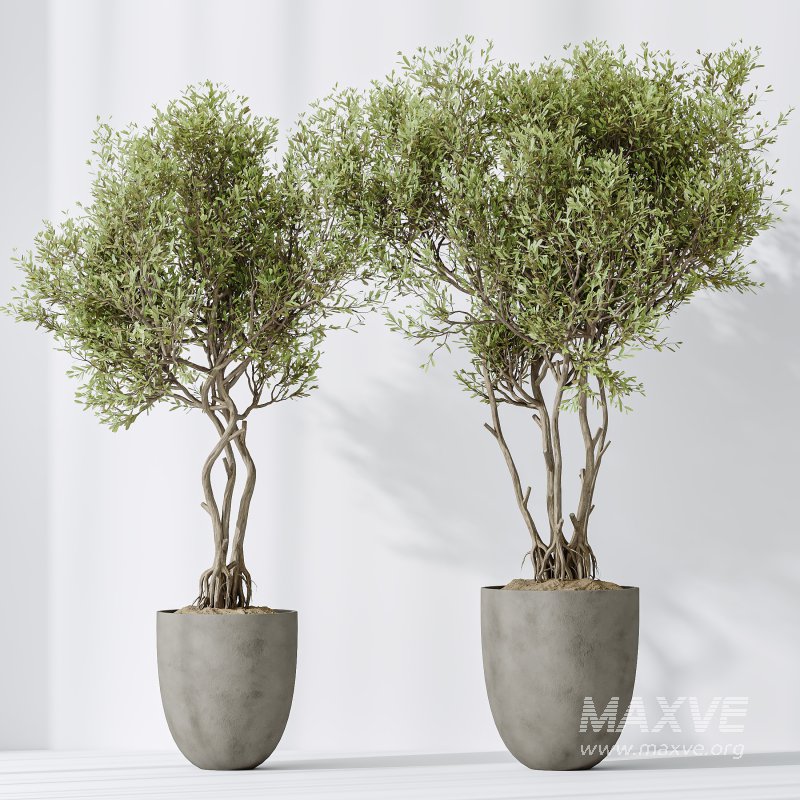 AV Indoor plants set 179 Mission Arbequina Olive and Ficus Robusta Abidjan and Mandarin Citrus Fruit Bonsai Orange Tree - Image 8