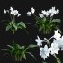 Eucharis grandiflora – Amazon Lily - Thumbnail 2