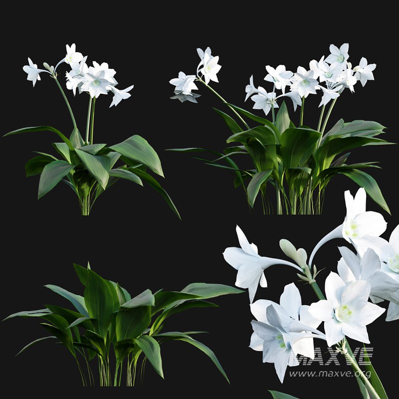 Eucharis grandiflora – Amazon Lily - Image 2