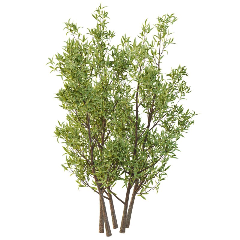 Sweet Viburnum Plant02 - Image 5