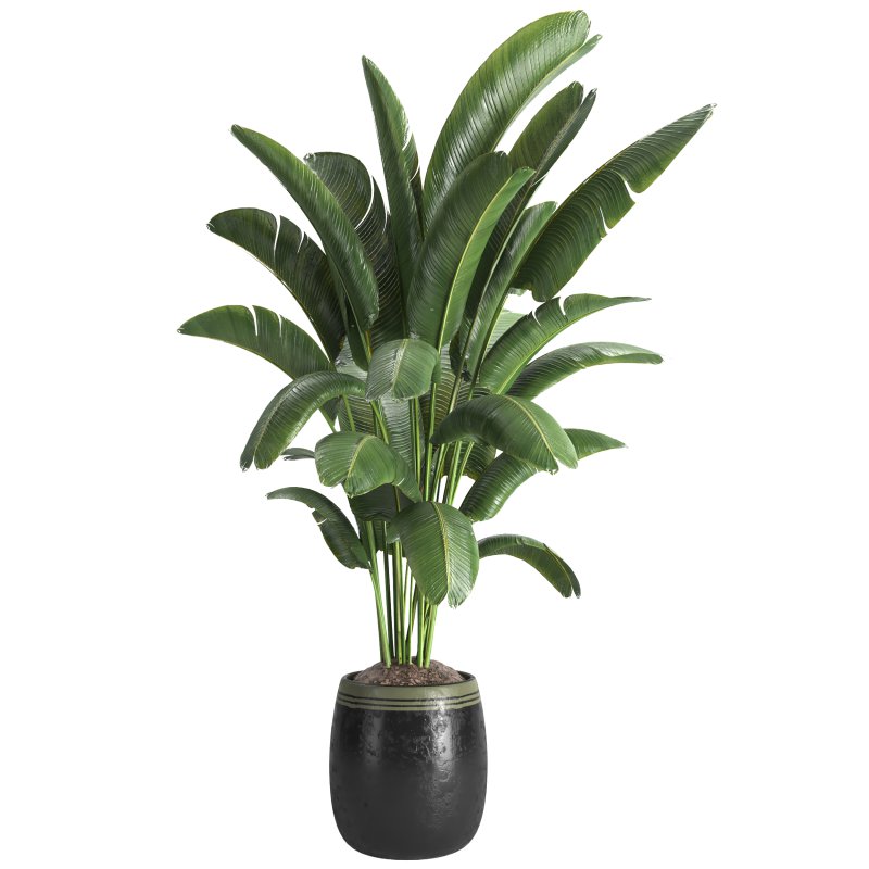 Indoor plant 03 - Image 3