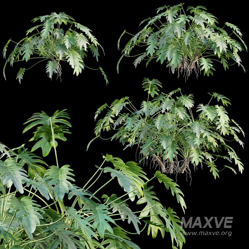 Philodendron xanadu - Image 1