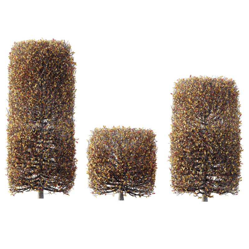 AV Plants Ligustrum Quihoui Privet Pruned Box Winter Snow - Image 3