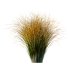 AV Carex Testacea Orange Sedge Grass Prairie Fire - Thumbnail 1