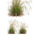 AV Calamagrostis Acutiflora Karl Foerster and Carex Elata Aurea Grasses - Thumbnail 3