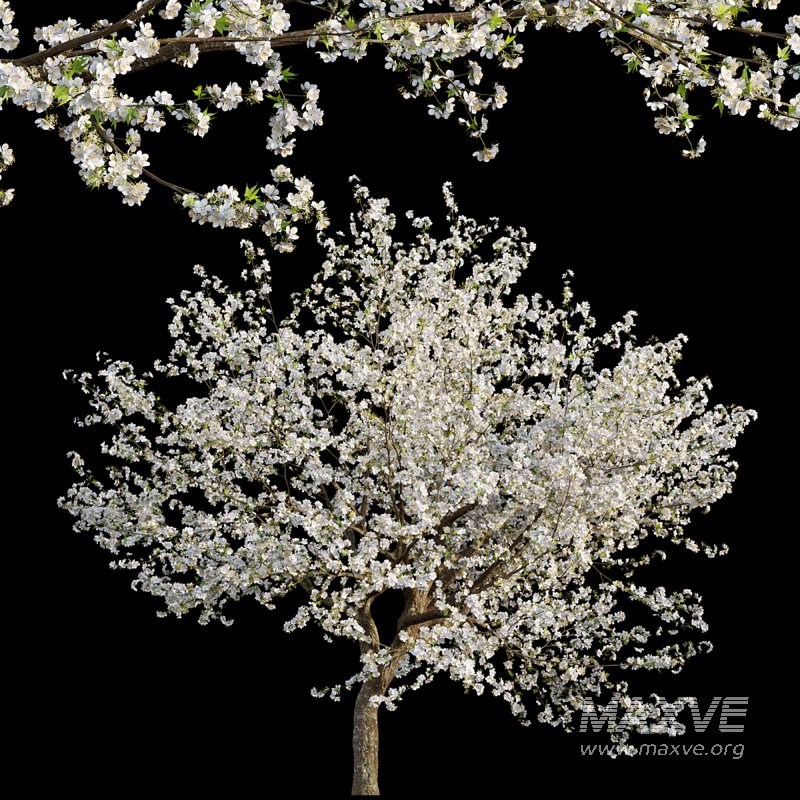 Prunus salicina – Chinese Plum – Japanese Plum 04 - Image 1