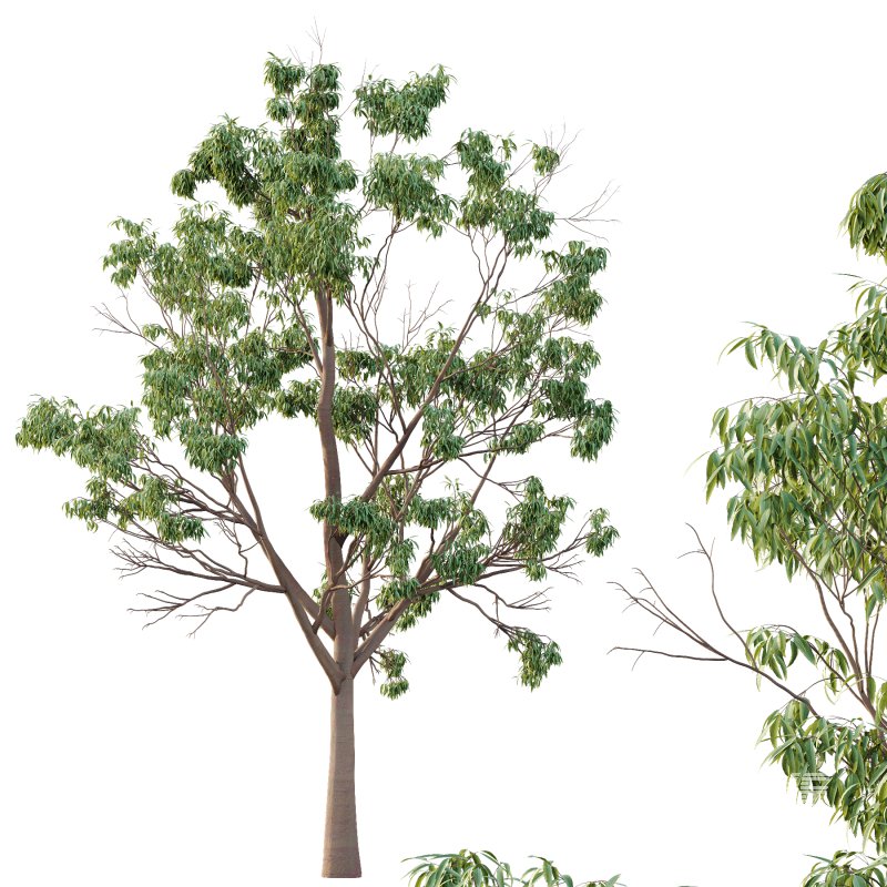 Eucalyptus Robusta Trees 03 - Image 4