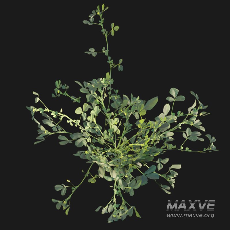 Medicago polymorpha - Image 4