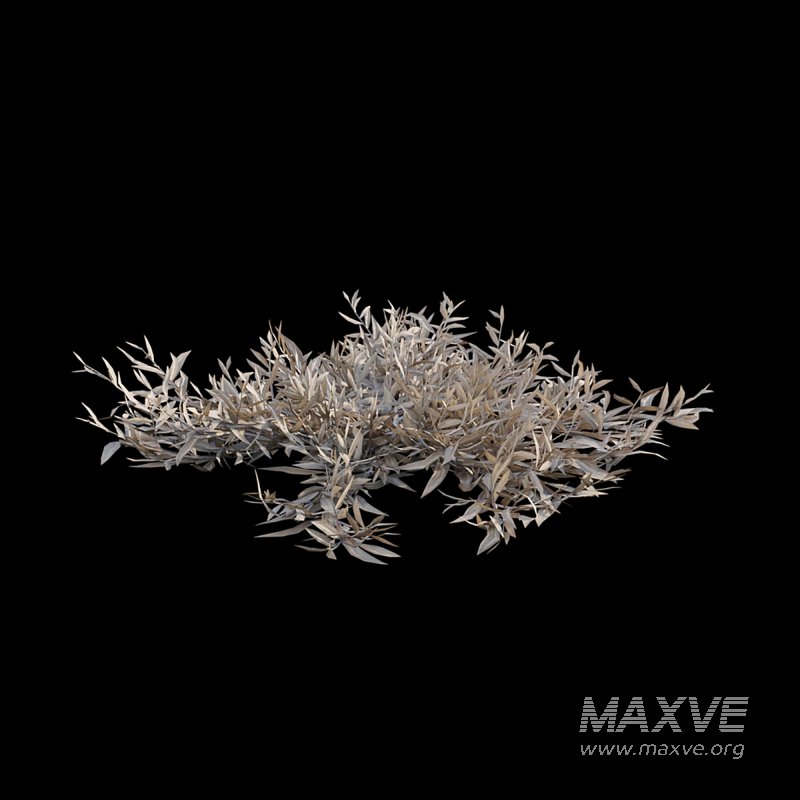 Chrysopogon aciculatus – dry 01 - Image 3