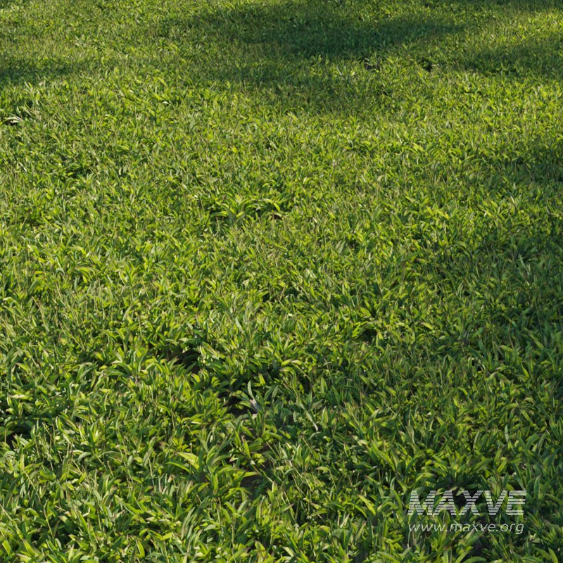 Axonopus Compressus Set 01 - Image 1