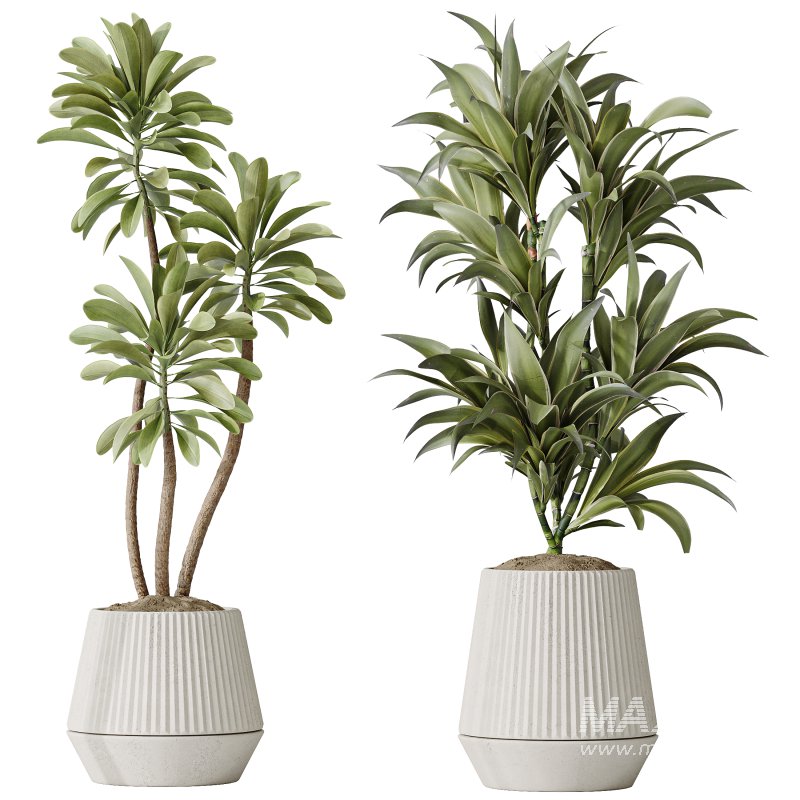 AV Indoor plants set 184 Olive Artificial Olea Tree and Zamiifolia Araceae and Lemon Lime Cane Dragon and Euphorbia Drupifera - Image 2