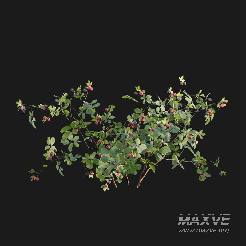 Rubus fruticosus – Blackberry - Image 3