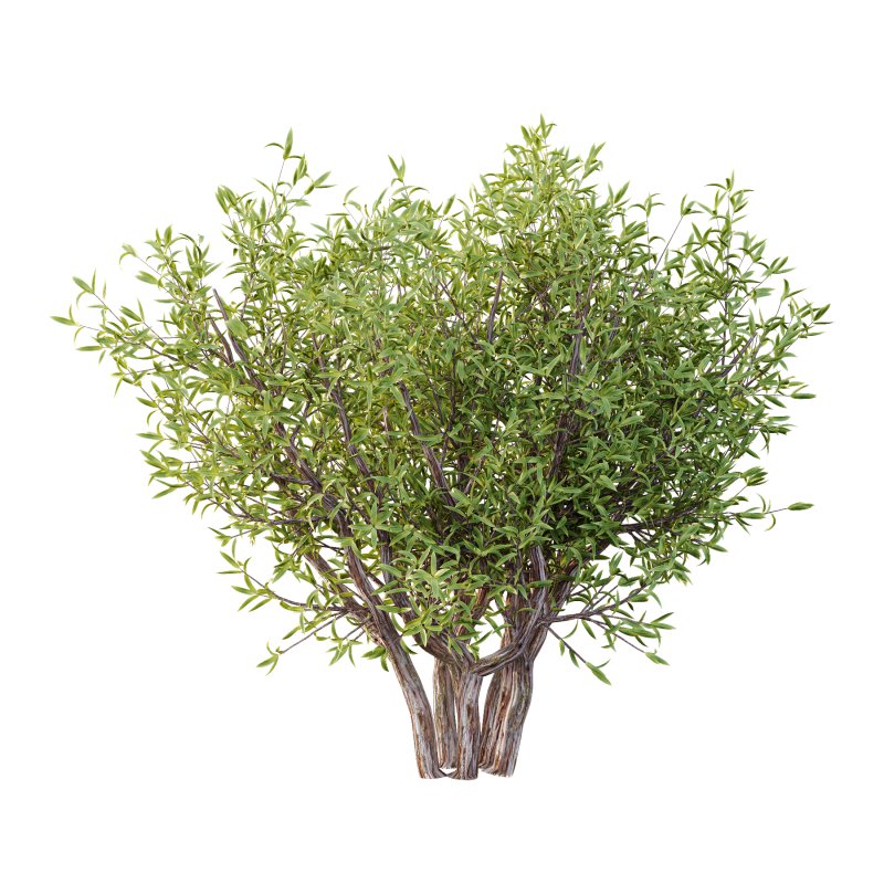 Sweet Viburnum Plant04 - Image 2