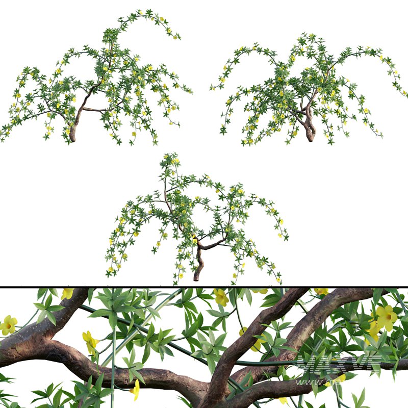 Allamanda cathartica – Golden Trumpet 02 - Image 1