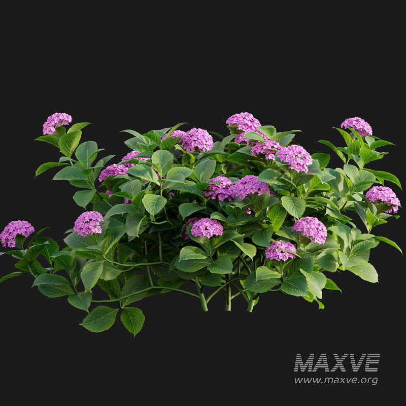 Hydrangea 02 - Image 5