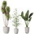 AV Indoor plants set 184 Mission Leccino Arbequina Olive and Cunjevoi Alocasia Jardin and Alnus Glutinosa Alder and Yucca Elephantipes Gigantea - Thumbnail 1