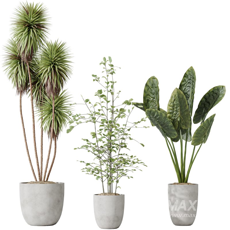 AV Indoor plants set 184 Mission Leccino Arbequina Olive and Cunjevoi Alocasia Jardin and Alnus Glutinosa Alder and Yucca Elephantipes Gigantea - Image 1
