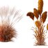 AV 11 different Grasses - Thumbnail 12