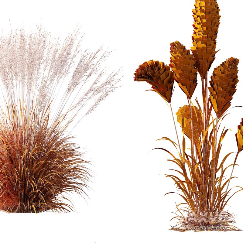 AV 11 different Grasses - Image 12