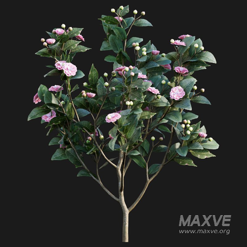 Camellia japonica – Japanese camellia 01 - Image 4