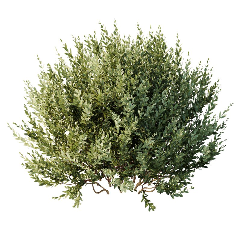 AV adjective bush Nerium Oleander Laurier Kaner Rose Pink and Montra Olive Bush - Image 1