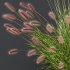 AV 6 different grasses Pennisetum Alopecuroides Lampenputzergras Fountain Hameln and Carex Elata Aurea Grass Version2 - Thumbnail 1
