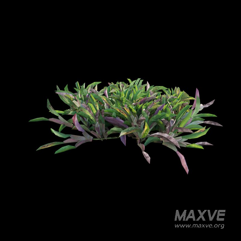 Axonopus compressus_cut_02 - Image 5