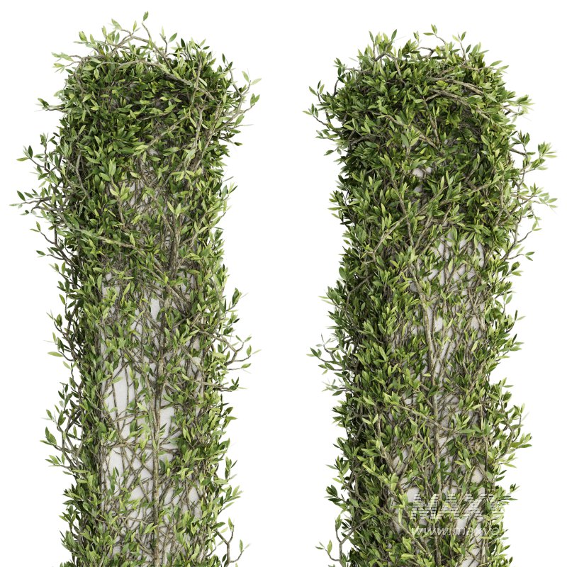 Outdoor Plant Set 010 - Image 5