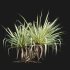Pandanus baptistii – Variegated Dwarf Pandanus 02 - Thumbnail 5