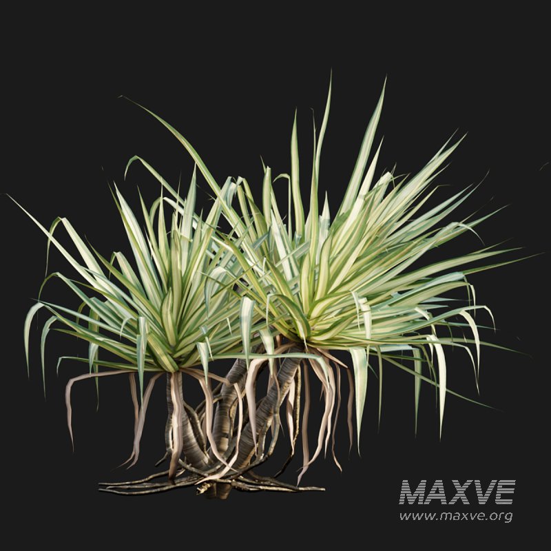 Pandanus baptistii – Variegated Dwarf Pandanus 02 - Image 5